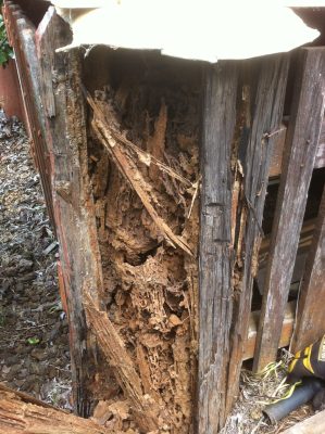 Termite Inspection For Rental