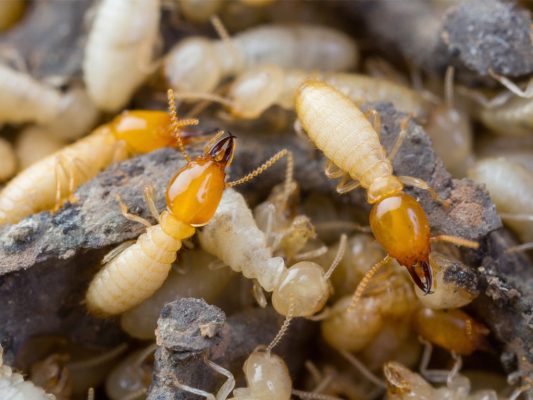 Termite Inspection Toowoomba